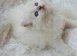 Blue Belle - Ragdoll Cat For Sale - Farmville&comma; VA&comma; US