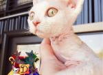 Clarisse - Devon Rex Cat For Sale - Spokane&comma; WA&comma; US