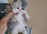 Persian multicolor kitten - Persian Cat For Sale - MA&comma; US