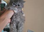 Persian grey kitten - Persian Cat For Sale - MA&comma; US