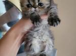 Persian kitten 3 - Persian Cat For Sale - MA&comma; US