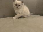 Velma RESERVED - Ragdoll Cat For Sale - Mount Vernon&comma; WA&comma; US