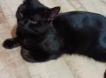 Bandera - British Shorthair Cat For Sale - Copperas Cove&comma; TX&comma; US