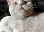 Stefi - British Shorthair Cat For Sale - Copperas Cove&comma; TX&comma; US