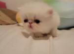 Persian white female - Persian Cat For Sale - MA&comma; US
