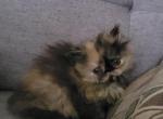 Persian female 1 - Persian Cat For Sale - MA&comma; US