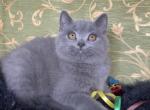 Kim - British Shorthair Cat For Sale - Glendale&comma; CA&comma; US