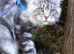 Harley - Maine Coon Cat For Sale - Bridgewater&comma; NJ&comma; US
