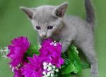 Russian Blue girl - Russian Blue Cat For Sale - Bridgewater&comma; NJ&comma; US
