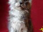 TICA reg mainecoon kittens - Maine Coon Cat For Sale - Bridgewater&comma; NJ&comma; US