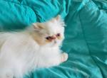 Cream point kitten - Himalayan Cat For Sale - Satellite Beach&comma; FL&comma; US