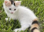 Babylove - Munchkin Cat For Sale - Vicksburg&comma; MS&comma; US