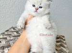 British female colorpoint - British Shorthair Cat For Sale - Thornton&comma; CO&comma; US