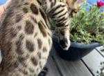 Green collar - Bengal Cat For Sale - Litchfield&comma; IL&comma; US