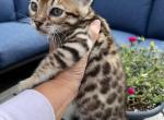 Red collar - Bengal Cat For Sale - Litchfield&comma; IL&comma; US