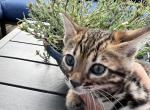 Pink collar - Bengal Cat For Sale - Litchfield&comma; IL&comma; US