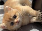 British kittens 2 - British Shorthair Cat For Sale - New York&comma; NY&comma; US