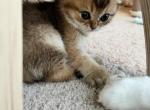 Delta - Scottish Fold Cat For Sale - Houston&comma; TX&comma; US