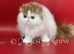 Clooney - Persian Cat For Sale - Yucca Valley&comma; CA&comma; US