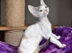 Bella - Devon Rex Cat For Sale - Brooklyn&comma; NY&comma; US