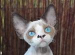 Blue - Devon Rex Cat For Sale - Brooklyn&comma; NY&comma; US