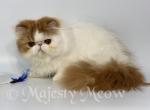 Kayen - Persian Cat For Sale - Yucca Valley&comma; CA&comma; US