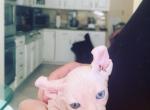 Elf odd eye blue and green - Sphynx Cat For Sale - Massapequa&comma; NY&comma; US