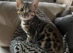 F3 glitter Bengal - Bengal Cat For Sale - Litchfield&comma; IL&comma; US