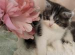 ADORABLE Exotic Shorthair - Exotic Cat For Sale - Grand Rapids&comma; MI&comma; US
