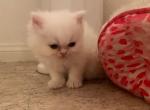 Beautiful Rare Color Persians - Persian Cat For Sale - Las Vegas&comma; NV&comma; US