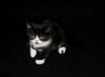 Spot Male Tuxedo Persian - Persian Cat For Sale - Las Vegas&comma; NV&comma; US