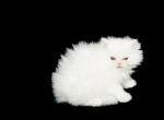 Angel All White Long Haired Persian Female - Persian Cat For Sale - Las Vegas&comma; NV&comma; US