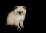 Blu Exotic Medium Haired Color Point Persian - Persian Cat For Sale - Las Vegas&comma; NV&comma; US