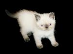 Teddy Exotic Medium Haired Color Point Persian - Persian Cat For Sale - Las Vegas&comma; NV&comma; US