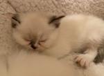 Dua Exotic Medium Haired Color Point Persian - Persian Cat For Sale - Las Vegas&comma; NV&comma; US
