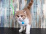 Foldex male kitten - Scottish Fold Cat For Sale - Omaha&comma; NE&comma; US