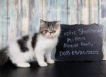 Exotic shorthair litter - Exotic Cat For Sale - Omaha&comma; NE&comma; US