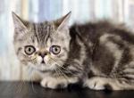 Standard Minuet litter - Minuet Cat For Sale - Omaha&comma; NE&comma; US