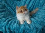 Destiny - Exotic Cat For Sale - Lemont&comma; IL&comma; US