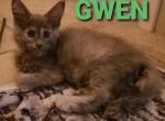 Gwen - Maine Coon Cat For Sale - Crestview&comma; FL&comma; US