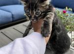 Charcoal - Bengal Cat For Sale - Litchfield&comma; IL&comma; US