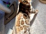 RESERVED Bengal Female Amazing Markings - Bengal Cat For Sale - Beach Park&comma; IL&comma; US