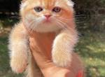 Brownie - Scottish Fold Cat For Sale - Atlanta&comma; GA&comma; US