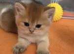 Daniel - British Shorthair Cat For Sale - New York&comma; NY&comma; US