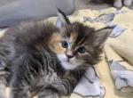 Seraphinas litter - Maine Coon Cat For Sale - Boerne&comma; TX&comma; US