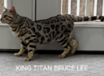 Tuxina and Bruce Lee - Bengal Cat For Sale - Bradner&comma; OH&comma; US