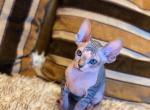 Sphynx kittens for sale - Sphynx Cat For Sale - Brooklyn&comma; NY&comma; US