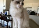 Felix - Ragdoll Cat For Sale - Houston&comma; TX&comma; US