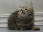 Europa of Romanov Dynasty - Siberian Cat For Sale - Ashburn&comma; VA&comma; US
