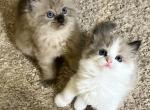 Little stars - Ragdoll Cat For Sale - Parker&comma; CO&comma; US